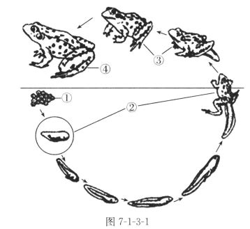 青蛙代表的意義